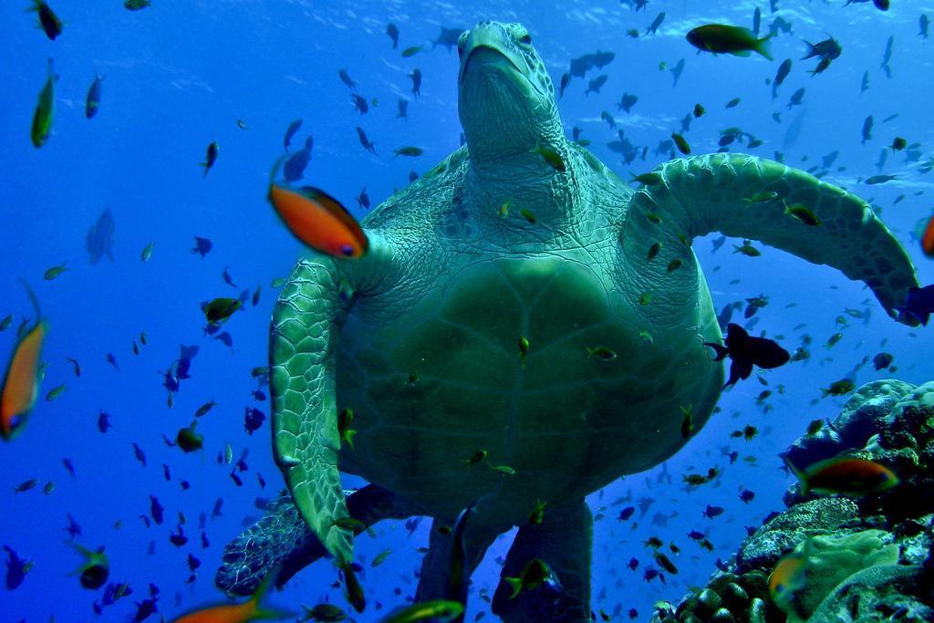The Orca Otel Hulhumale Dış mekan fotoğraf