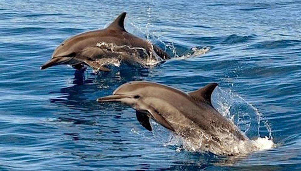 The Orca Otel Hulhumale Dış mekan fotoğraf